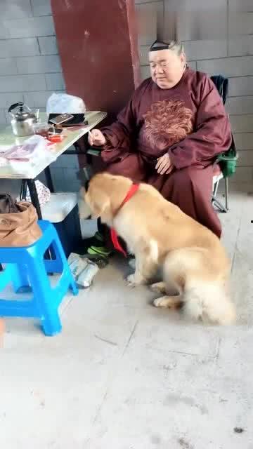 明星带着狗狗上学的电影,明星狗狗的校园日常
