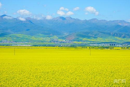 今日头条门源油菜花