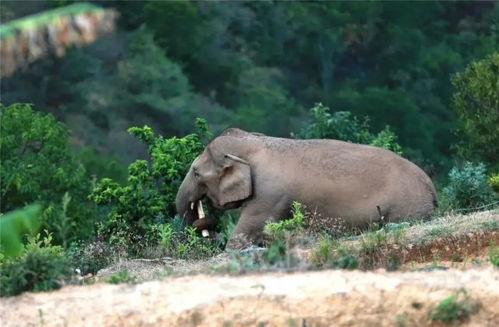 吃瓜小熊野象图片,吃瓜小熊与野象的趣味邂逅