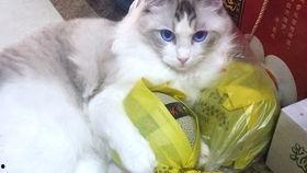 布偶猫吃瓜,甜蜜瓜香中的悠闲时光