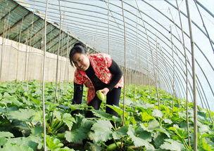 农民种菜上头条新闻,农民种菜喜上头条，乡村振兴再添新篇章