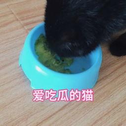娱乐吃瓜猫咪视频大全最新,最新猫咪吃瓜视频大盘点