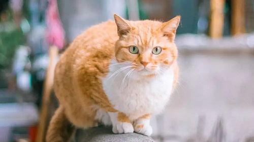 娱乐吃瓜酱橘猫,娱乐界的“喵星人”